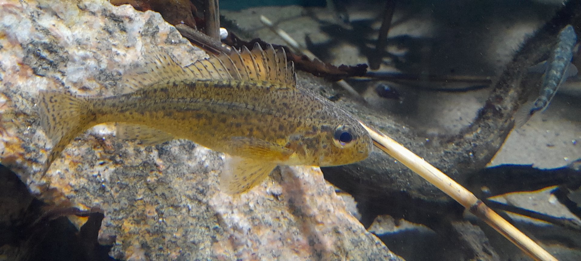 Ruffe (Gymnocephalus cernua)