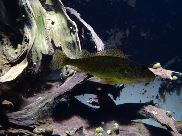 Ruffe (Gymnocephalus cernua)