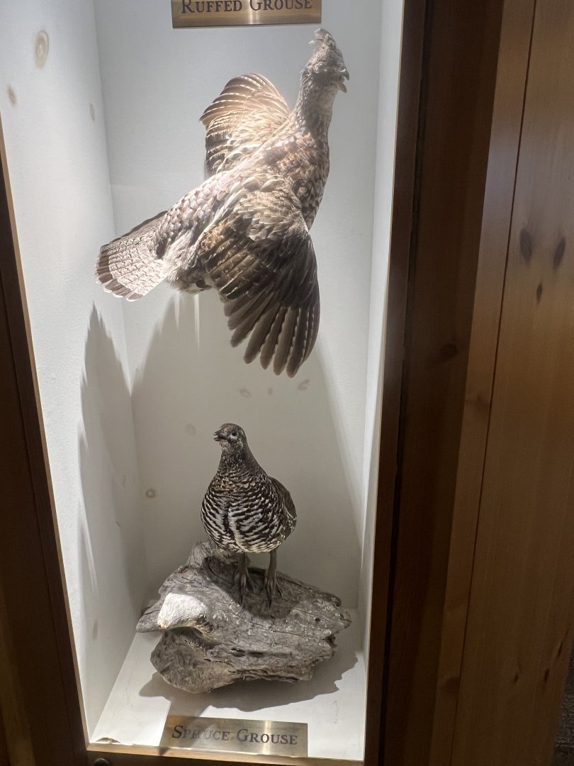 Ruffed and Spruce Grouse