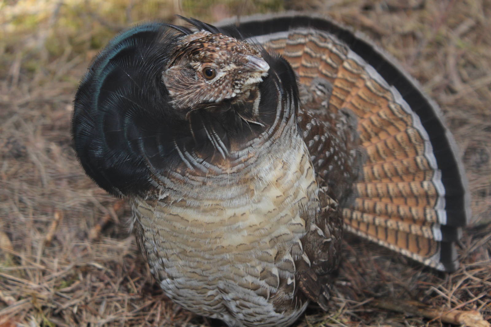 Ruffed grouse, April 2015