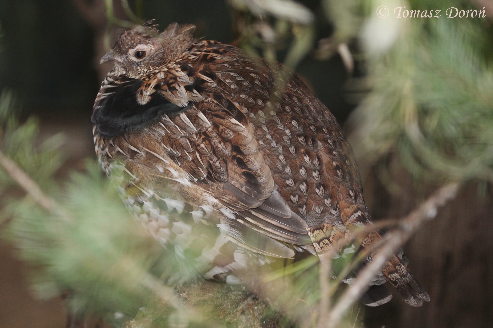 Ruffed Grouse (Bonasa umbellus), male, September 2017