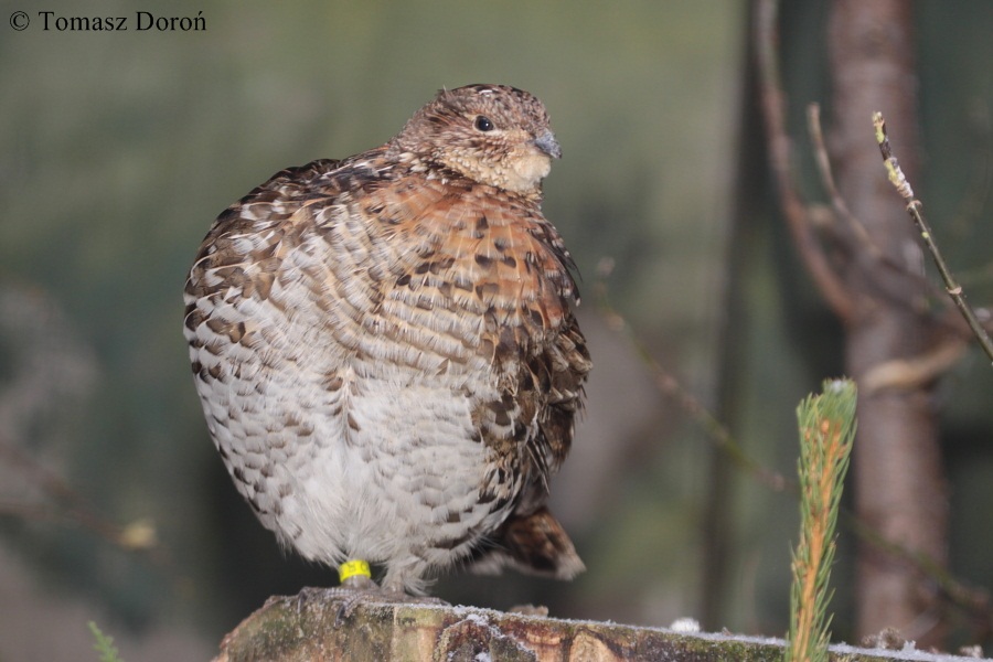 Ruffed Grouse (Bonasa umbellus).