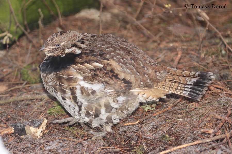Ruffed Grouse (Bonasa umbellus).