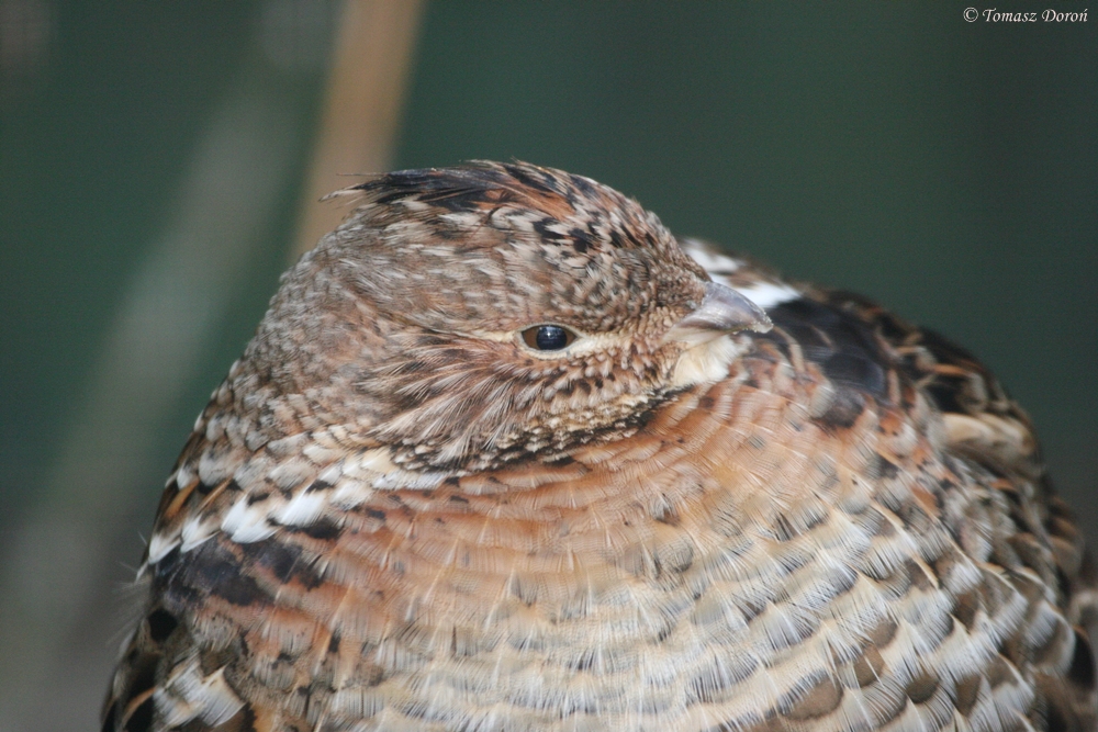 Ruffed Grouse (Bonasa umbellus)