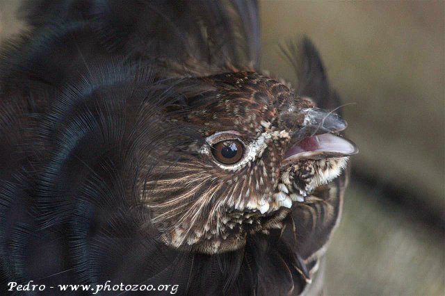 Ruffed grouse (Bonasa umbellus)
