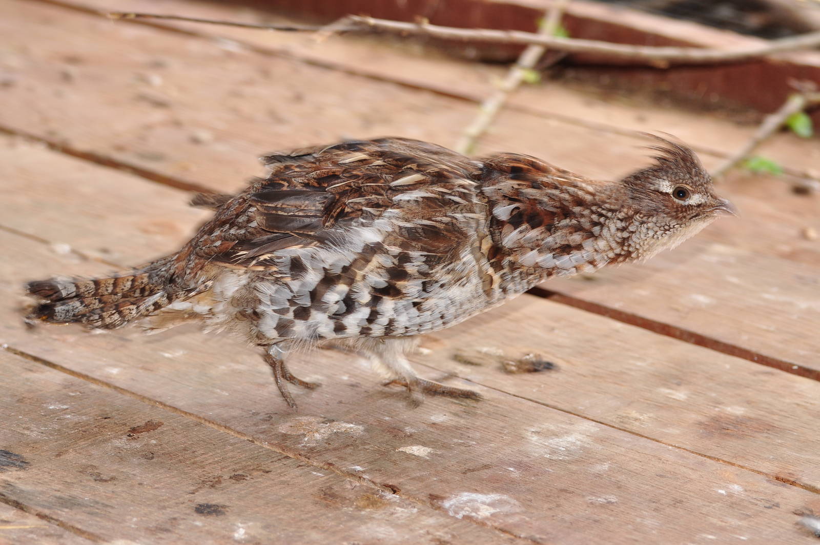 Ruffed grouse/ Bonasa umbellus