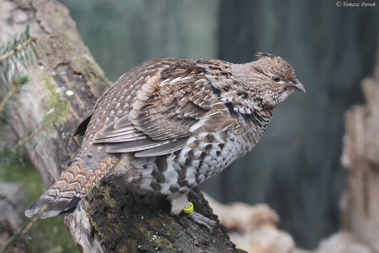 Ruffed Grouse (Bonasa umbellus)