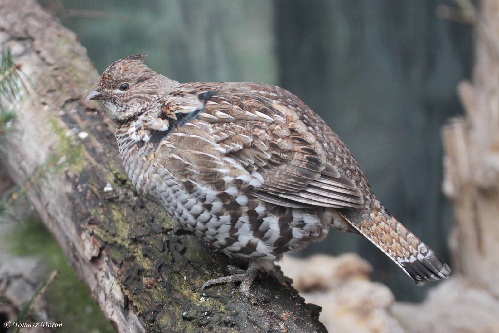 Ruffed Grouse (Bonasa umbellus)