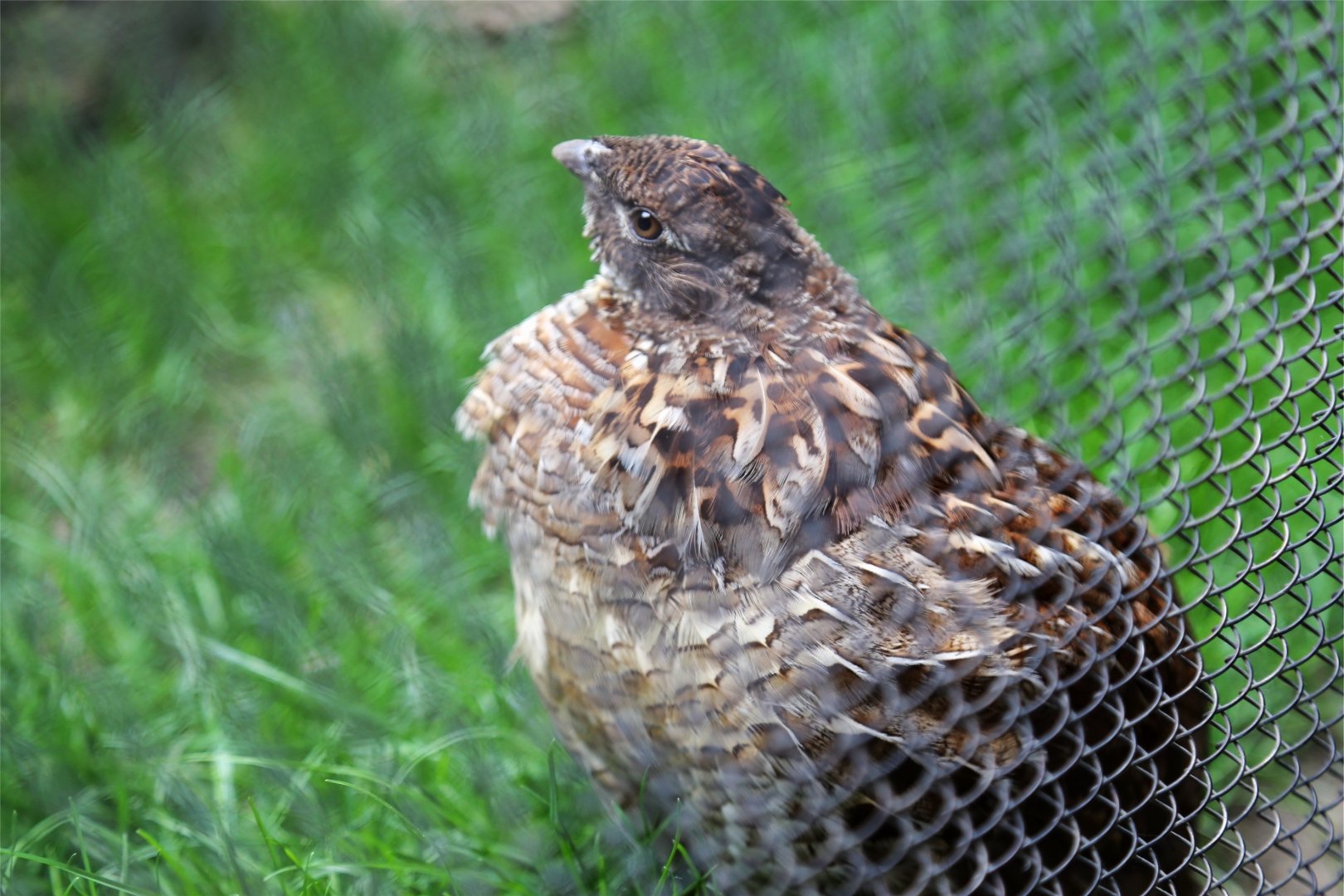 Ruffed Grouse (Bonasa umbellus)