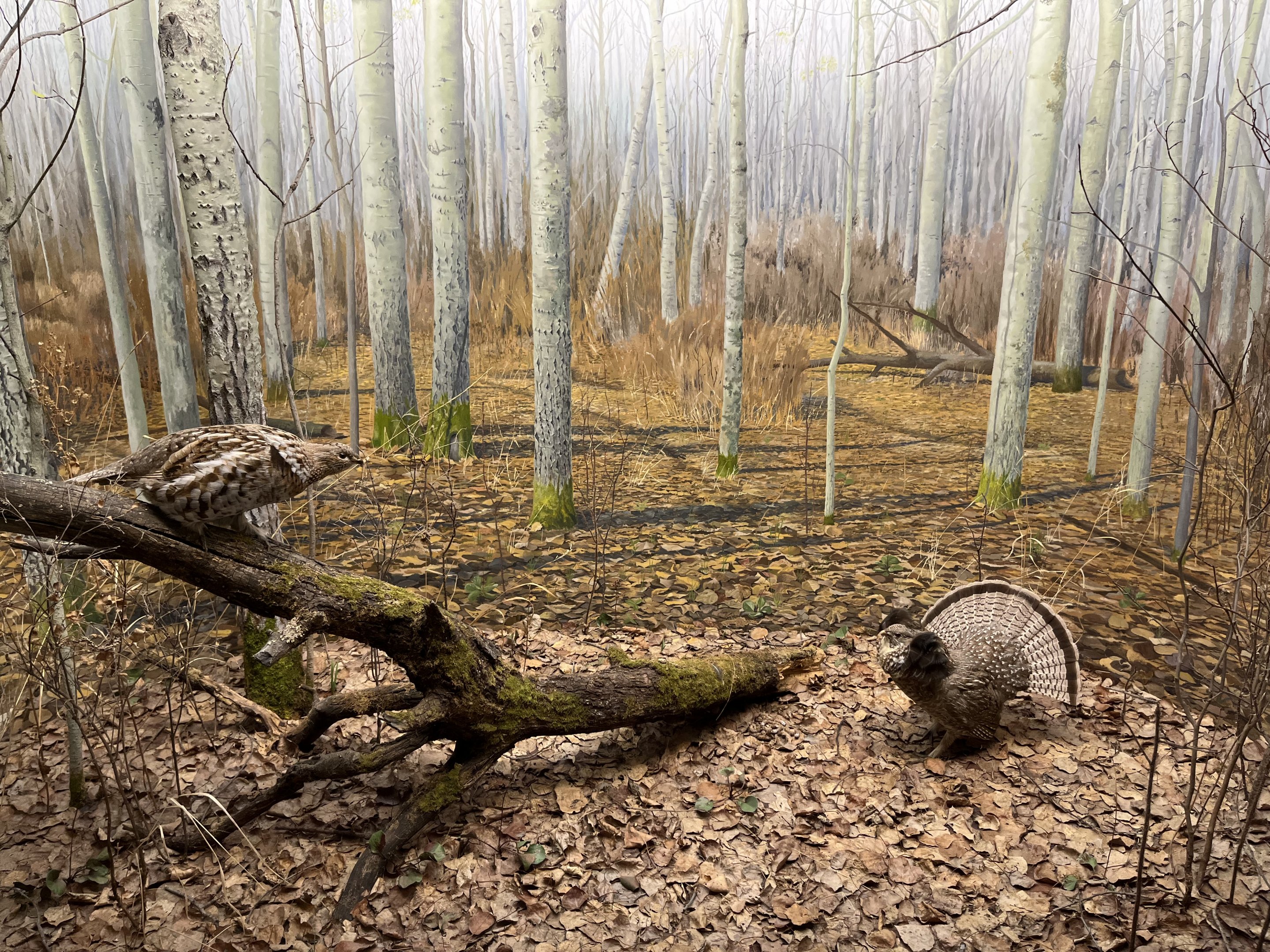 Ruffed Grouse Diorama