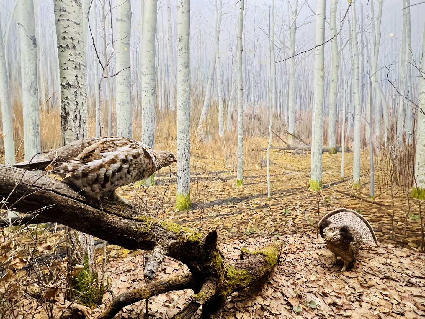 Ruffed Grouse Diorama