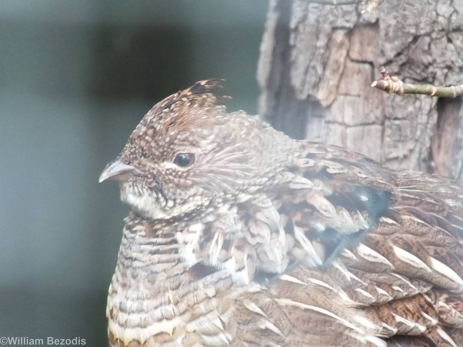 Ruffed Grouse