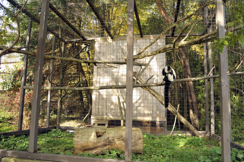 Ruffed lamur cage at Twin Vally Zoo