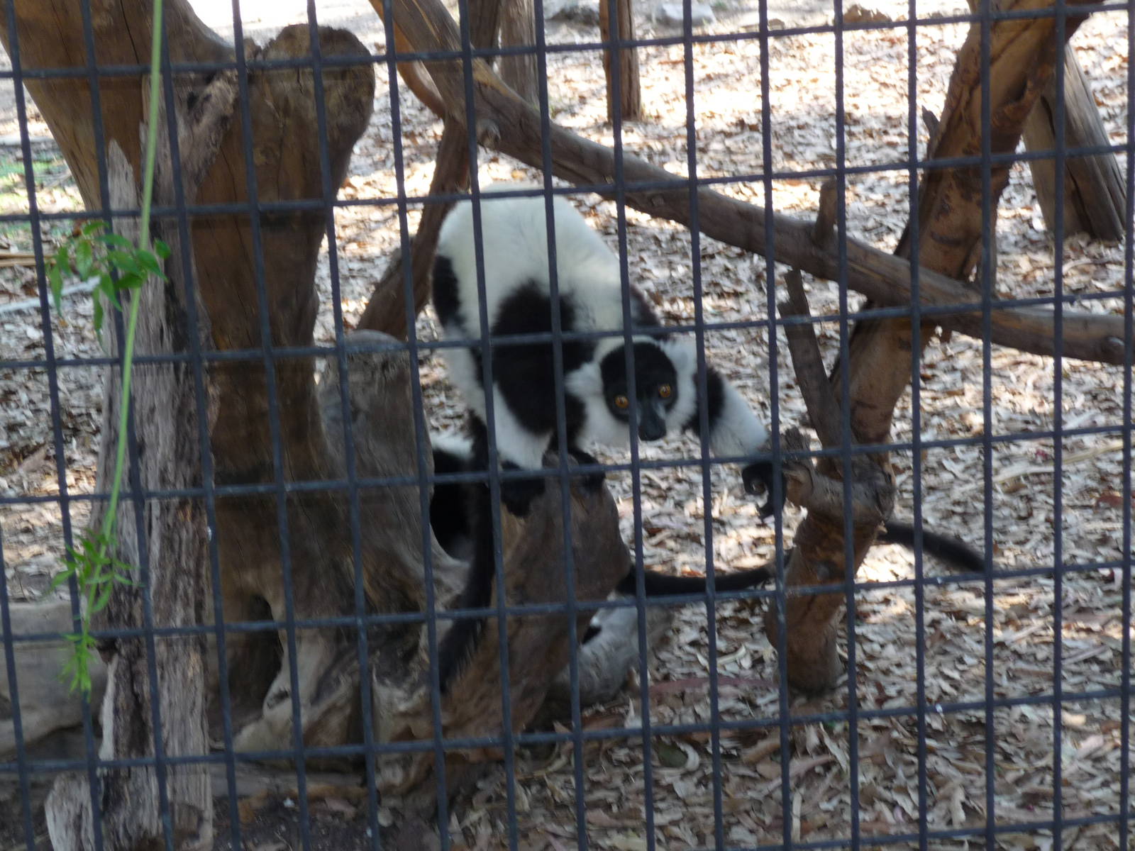 ruffed lemur africam safari