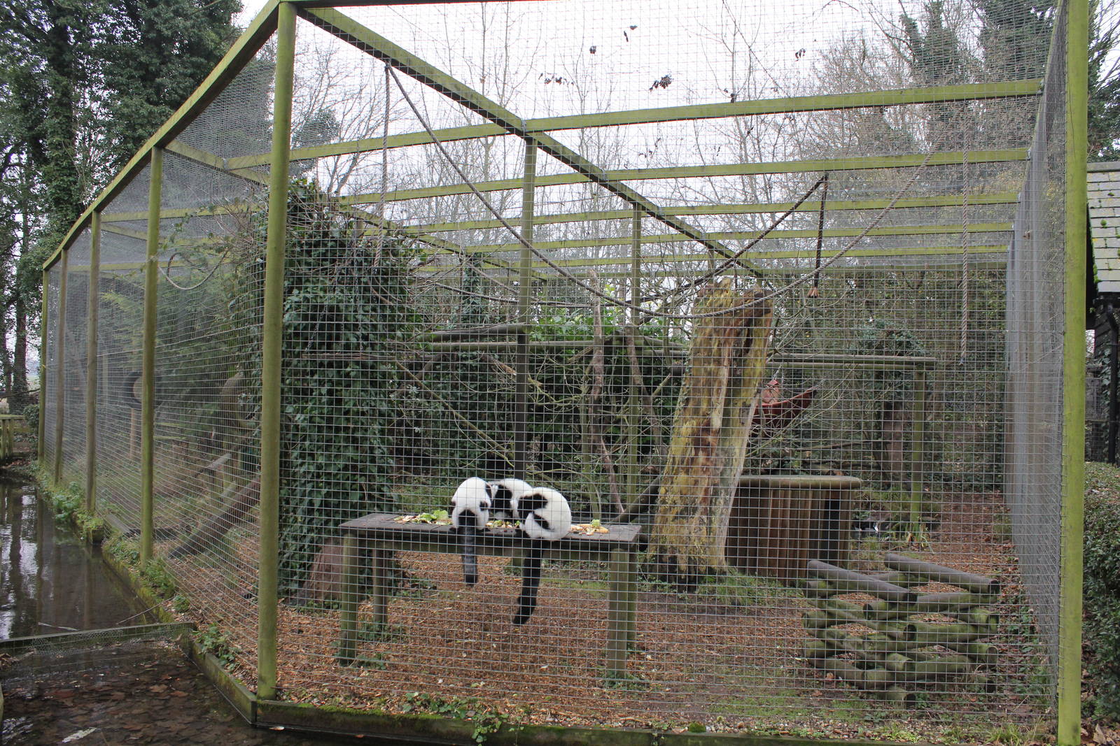 Ruffed Lemur enclosure 1-1-15