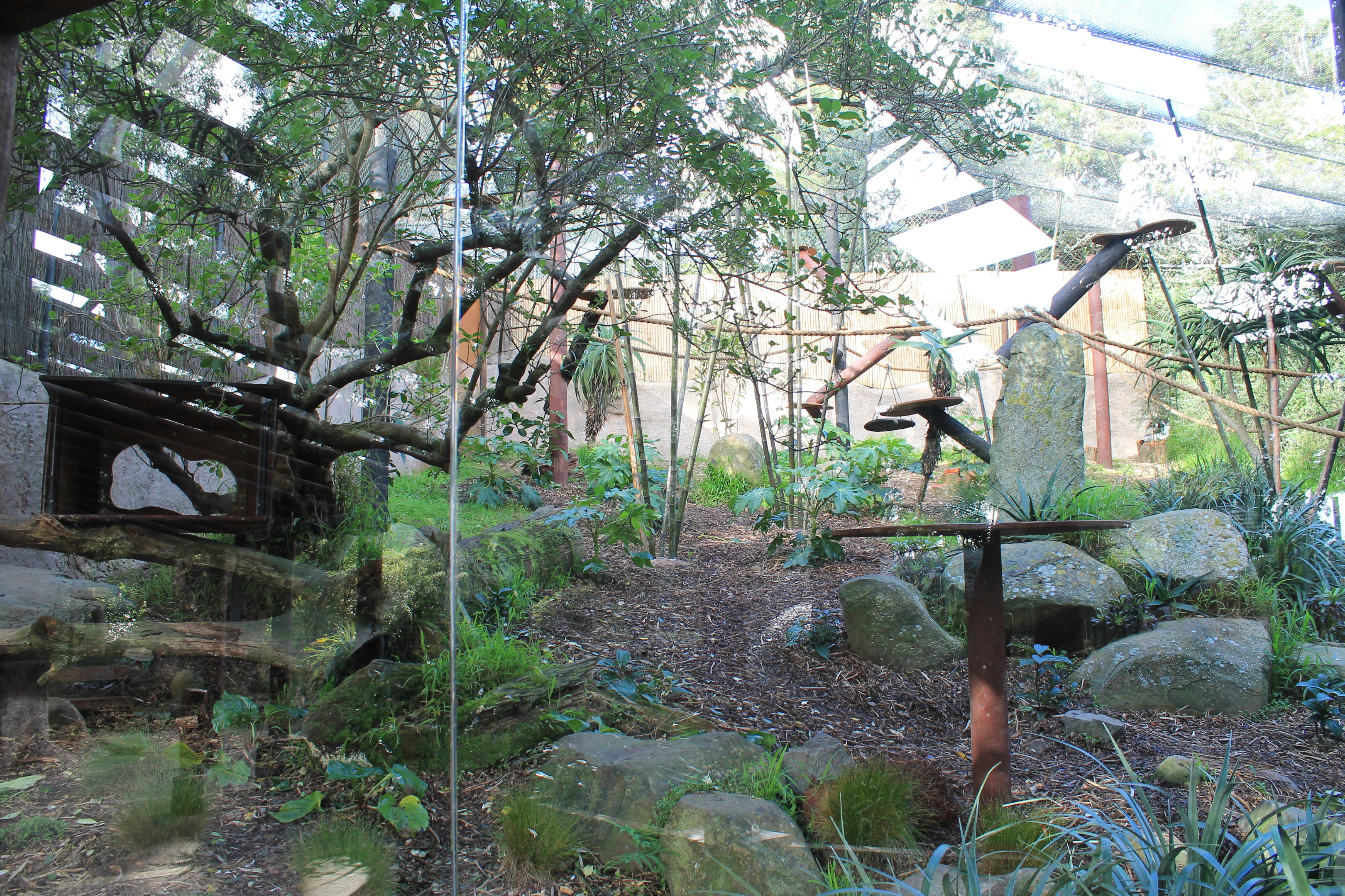 Ruffed Lemur enclosure, interior