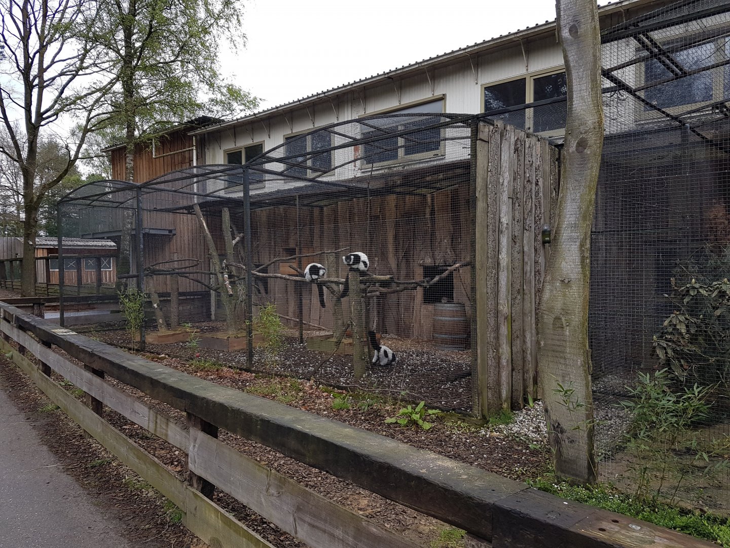 Ruffed lemur-enclosure