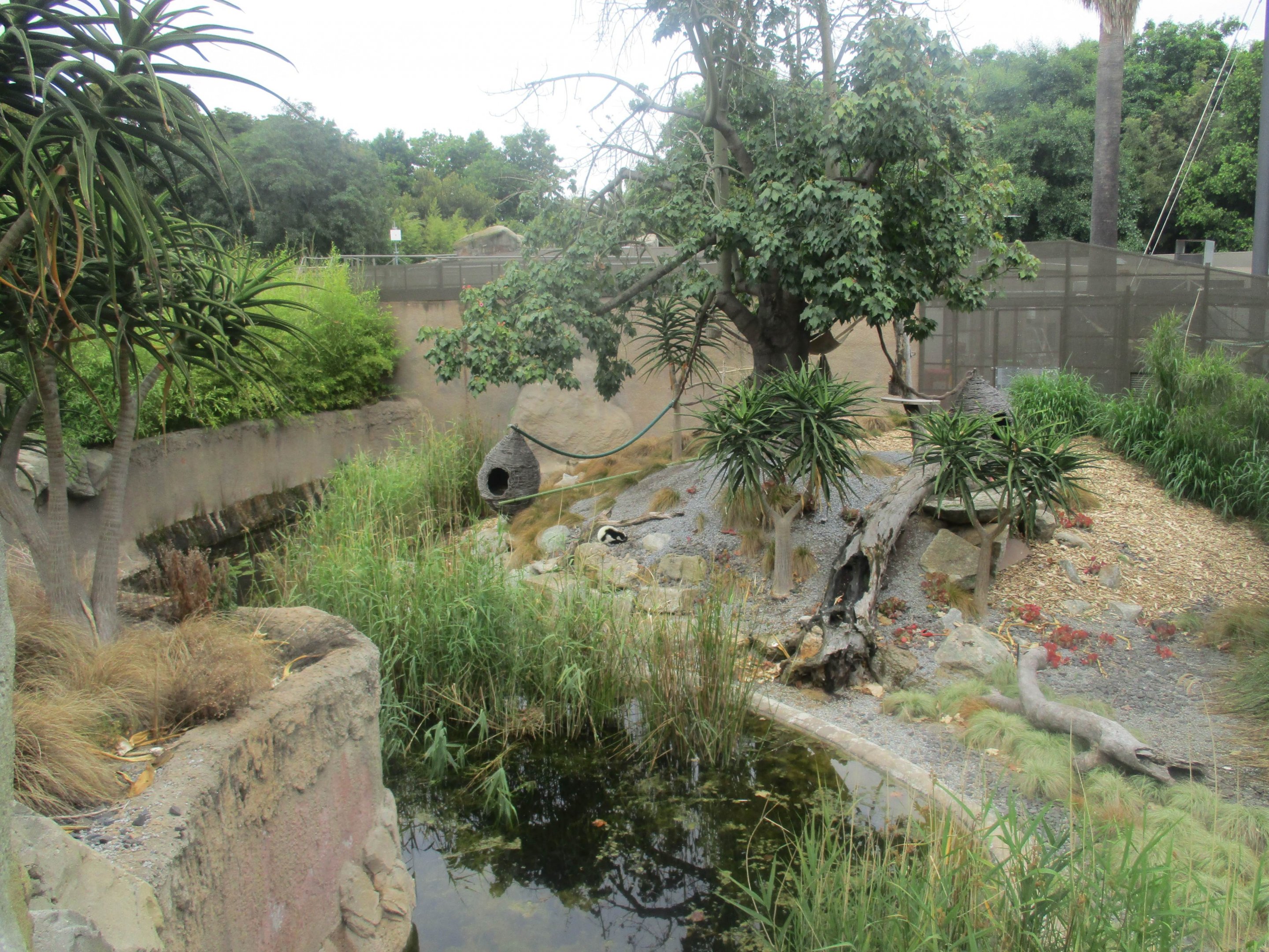Ruffed Lemur Enclosure
