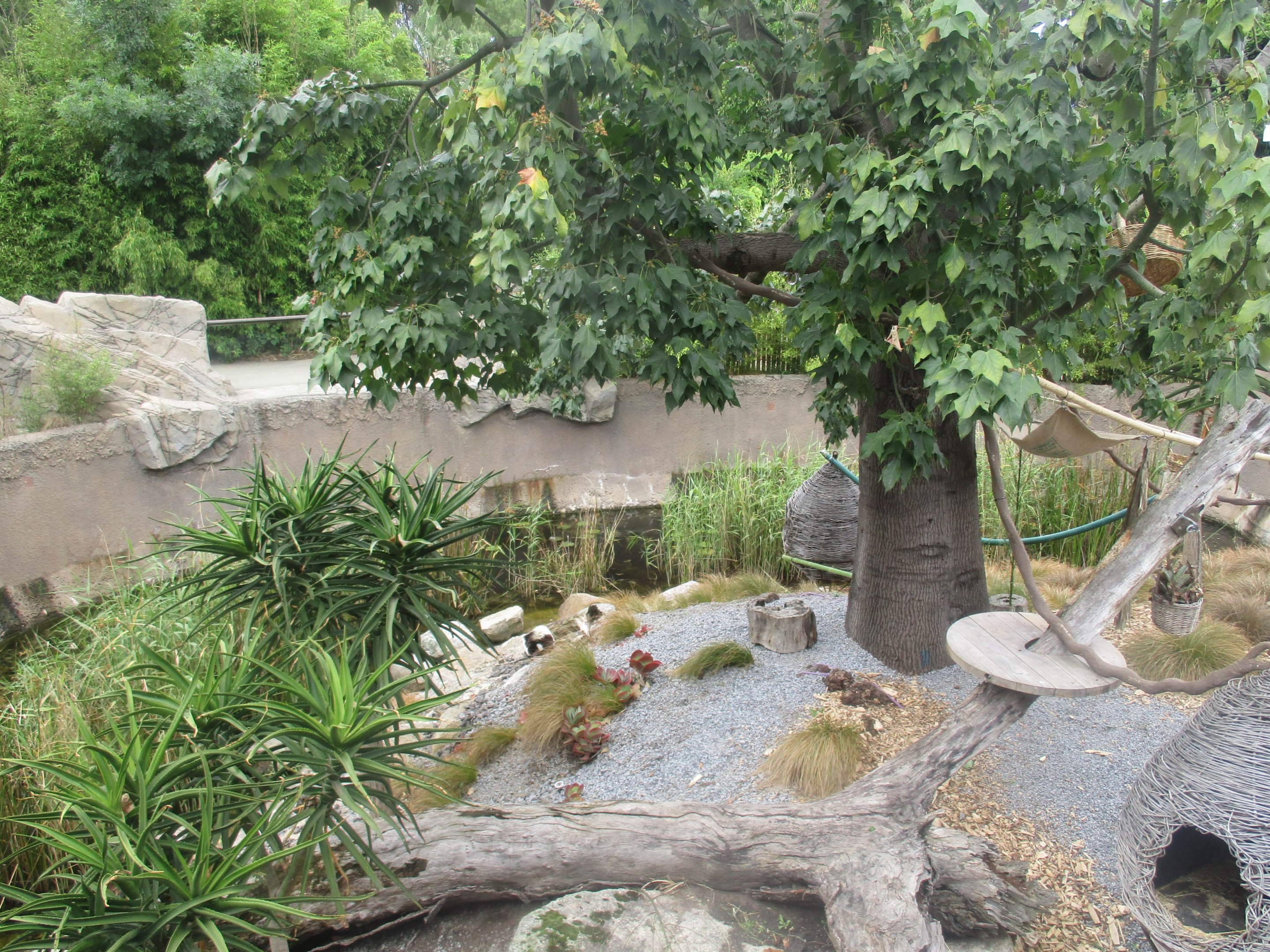 Ruffed Lemur Enclosure
