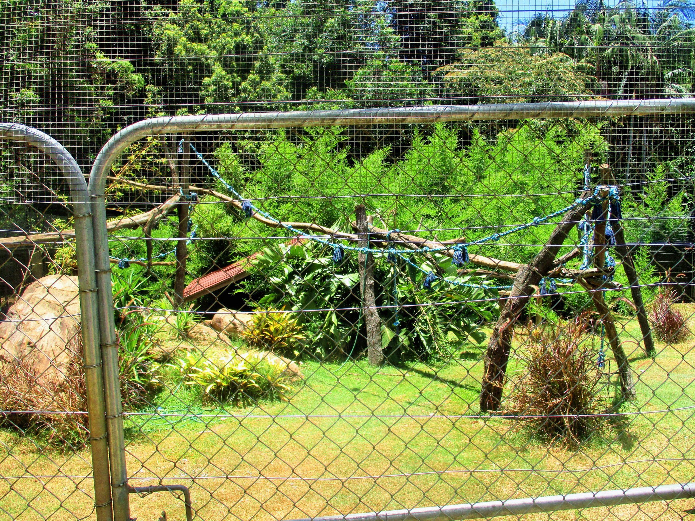 Ruffed Lemur Enclosure