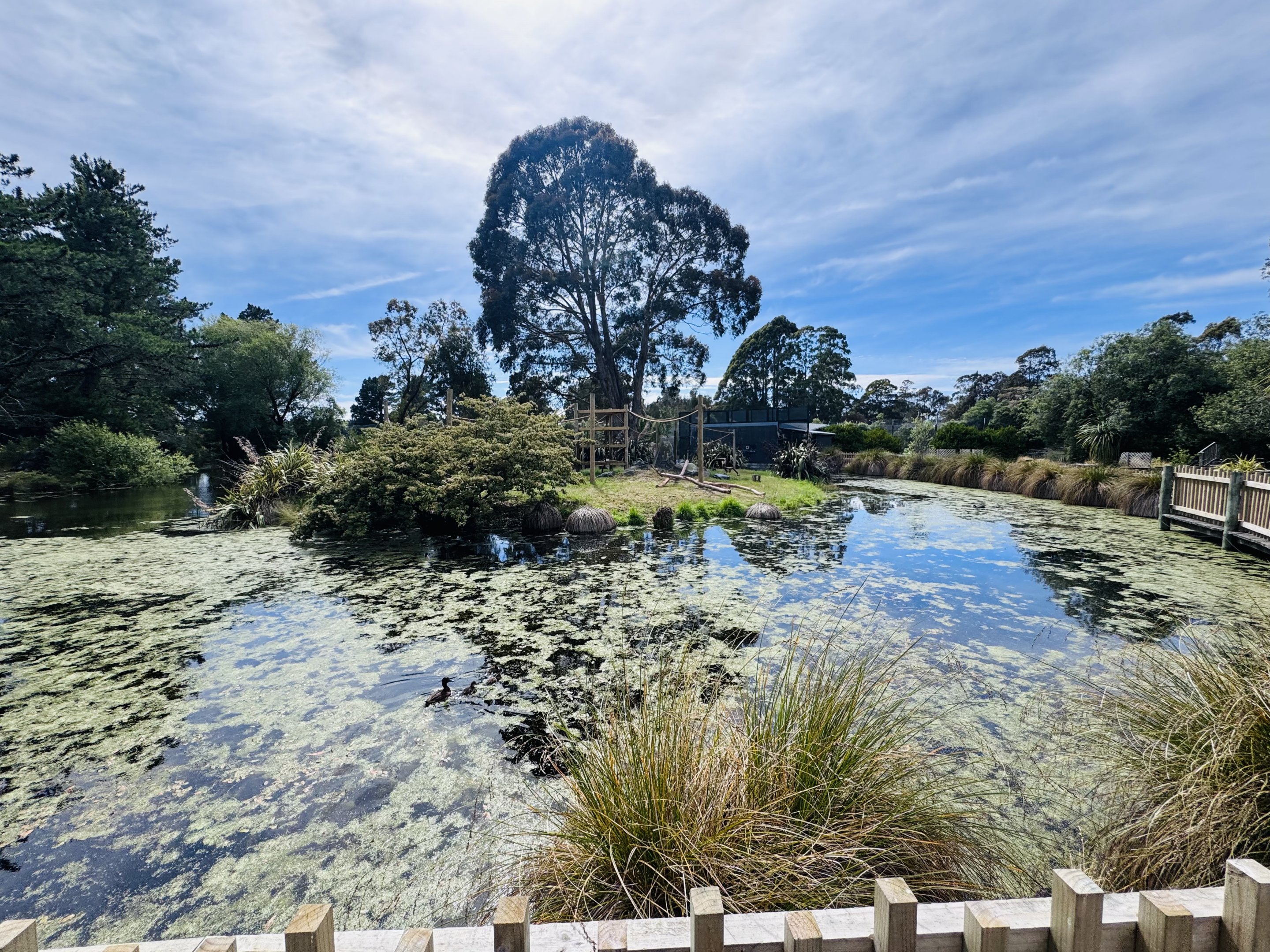Ruffed lemur enclosure