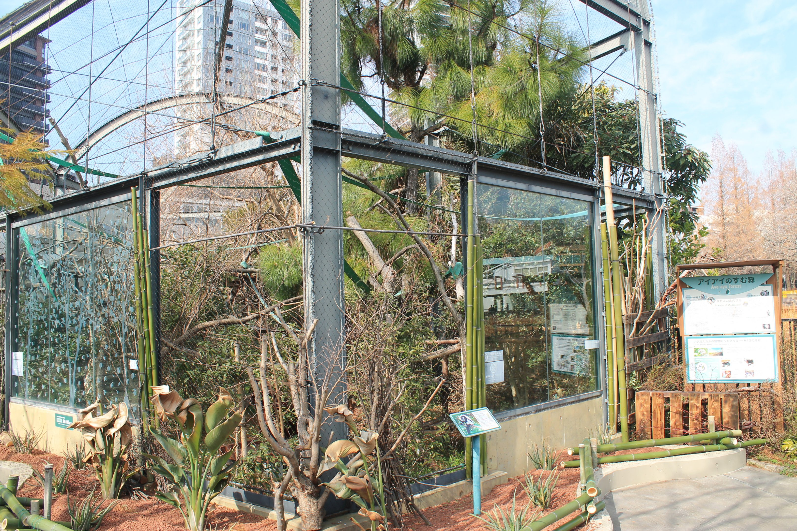 Ruffed Lemur enclosure