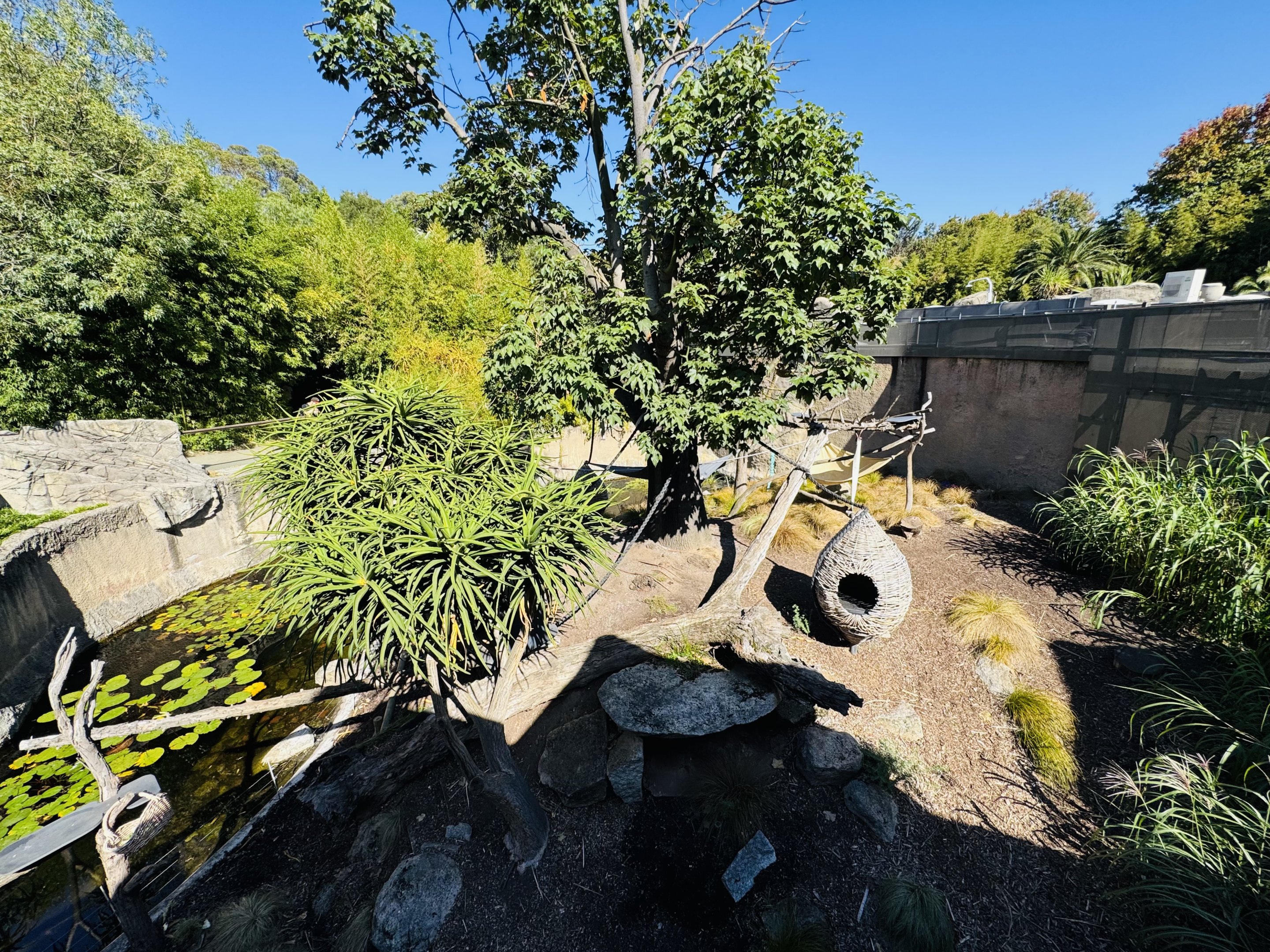 Ruffed lemur enclosure