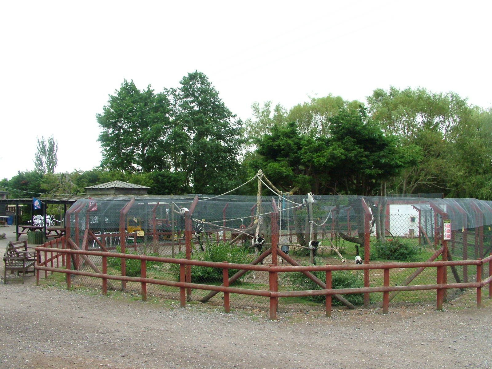 Ruffed Lemur Exhibit at Wingham WP, 31/07/10