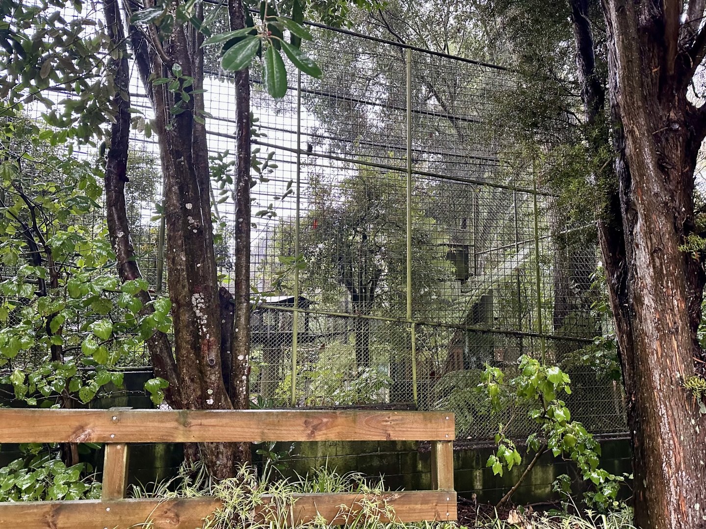 Ruffed Lemur Exhibit (Old Small Cat Cage)
