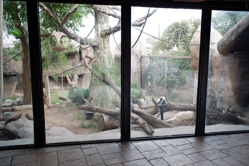 ruffed lemur exhibit
