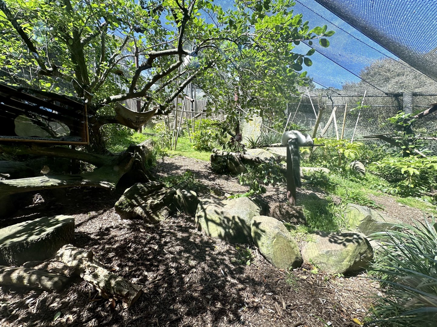 Ruffed Lemur Exhibit