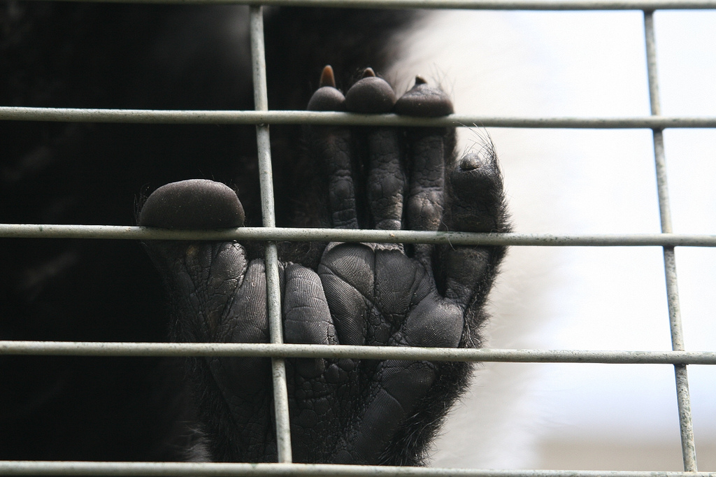 Ruffed Lemur Foot Closeup