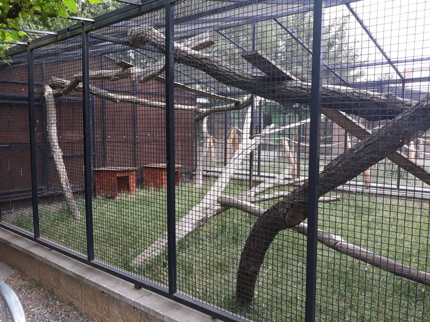 Ruffed lemur (hybrid) + African spurred tortoise exhibit