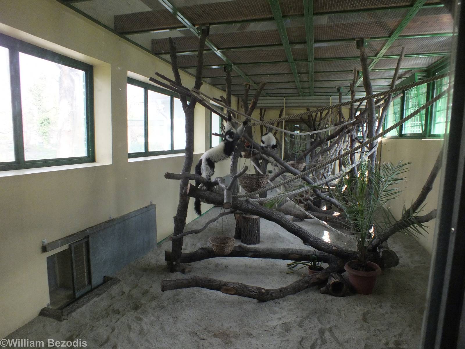 Ruffed Lemur Indoor Area - both reds and black-and-whites