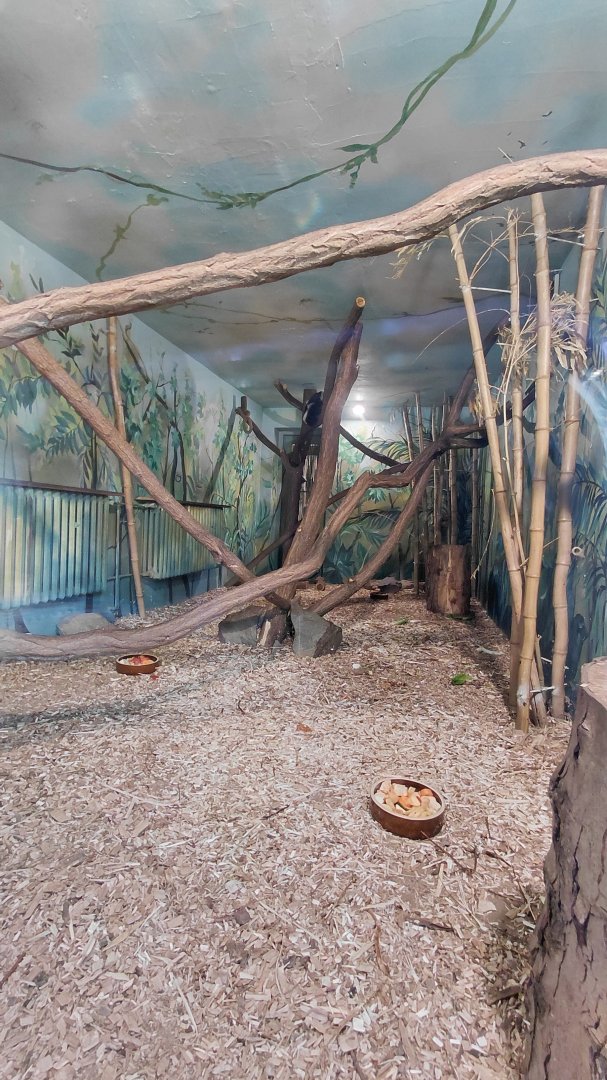 Ruffed lemur indoor exhibit