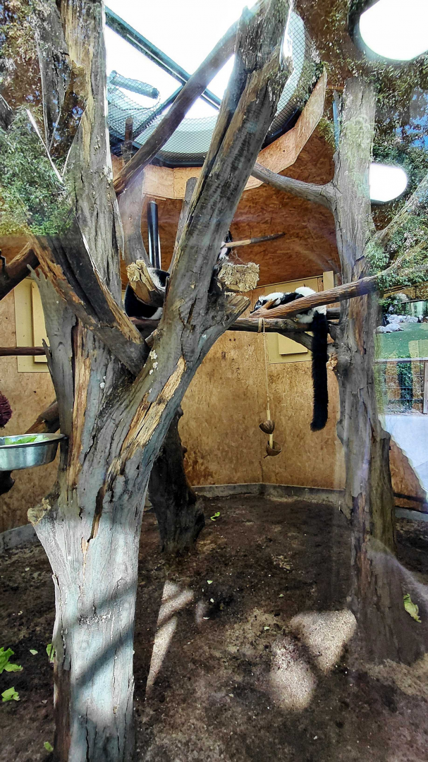 Ruffed lemur indoor exhibit