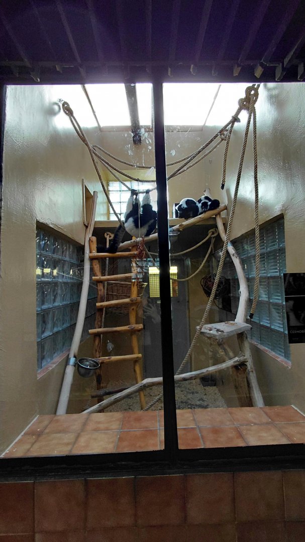 Ruffed lemur indoor exhibit