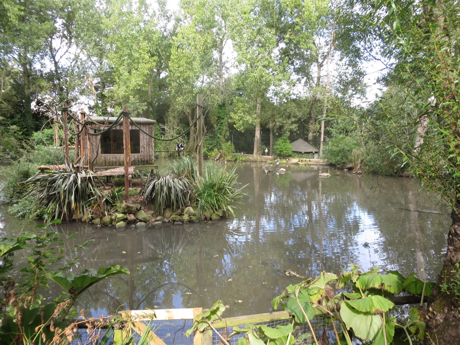 Ruffed Lemur island 170916