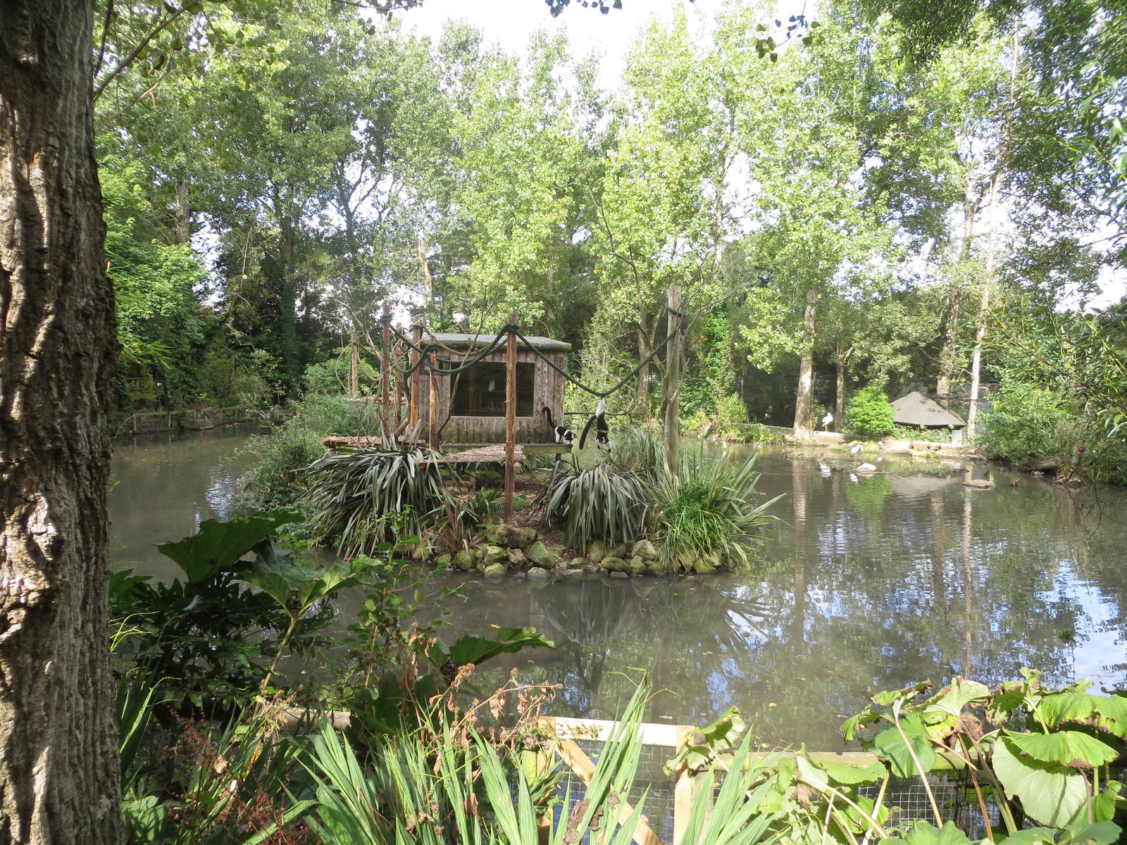 Ruffed Lemur island 170916