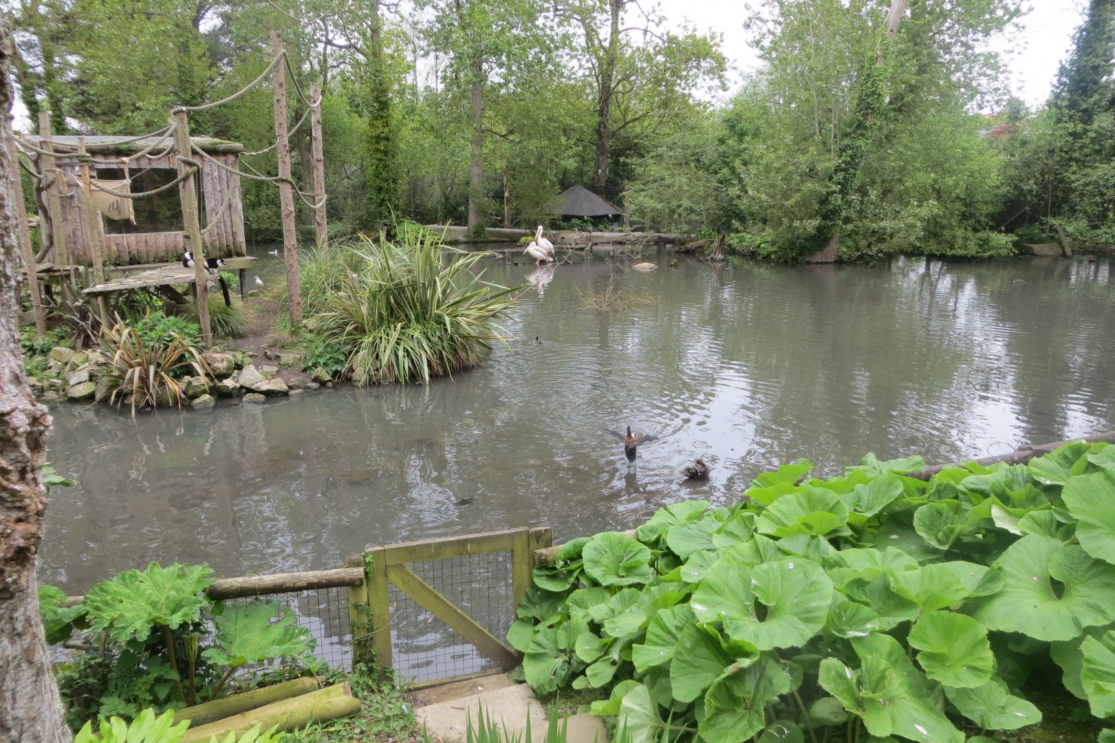 Ruffed lemur island 290419