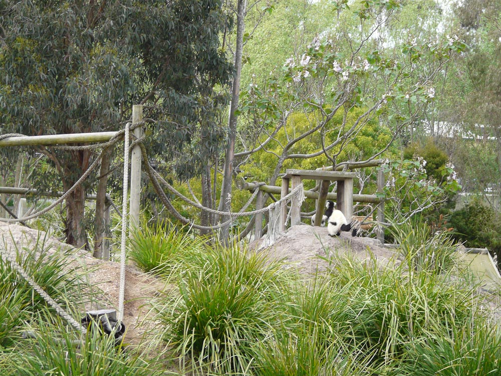 Ruffed lemur island