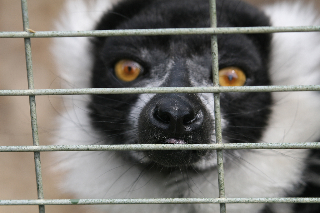 Ruffed Lemur Nose