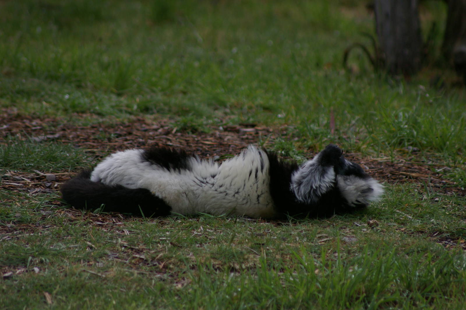 ruffed lemur, Orana Park