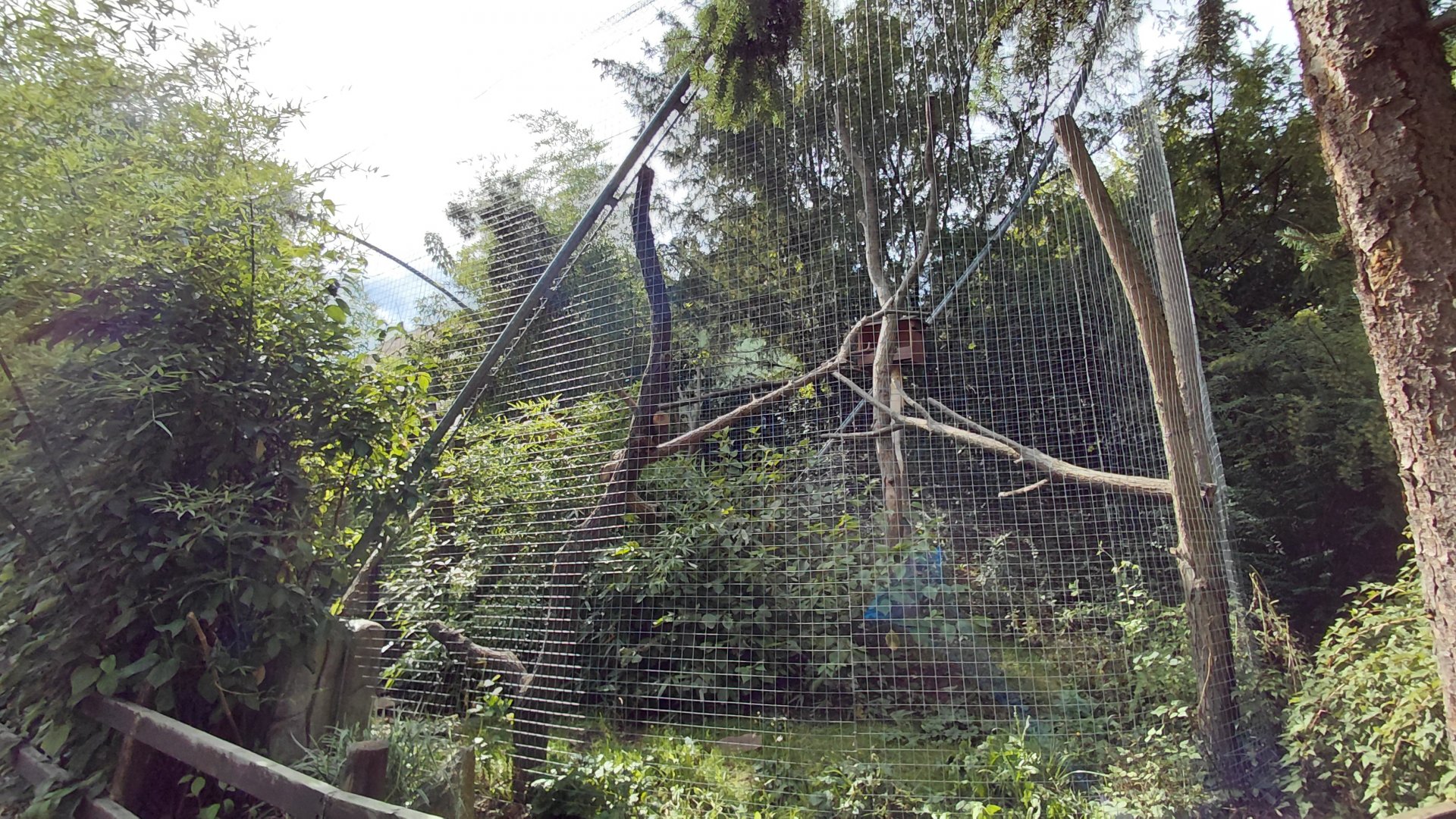 Ruffed lemur outdoor exhibit