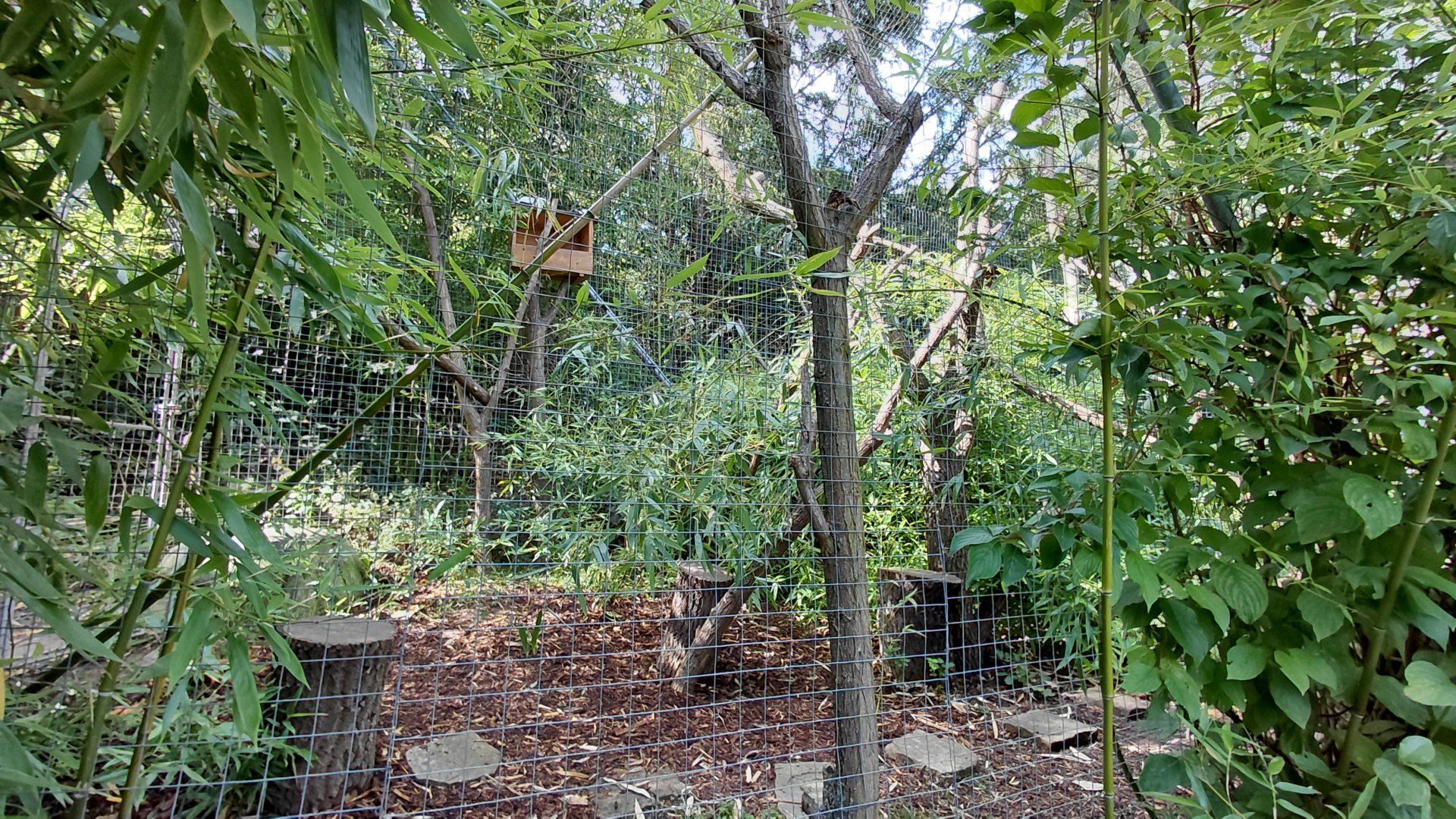 Ruffed lemur outdoor exhibit