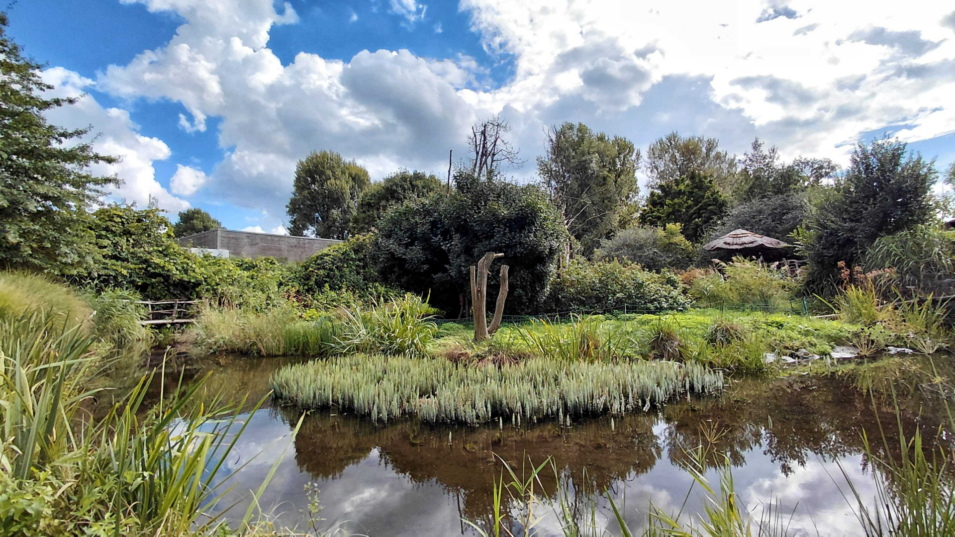 Ruffed lemur outdoor exhibit
