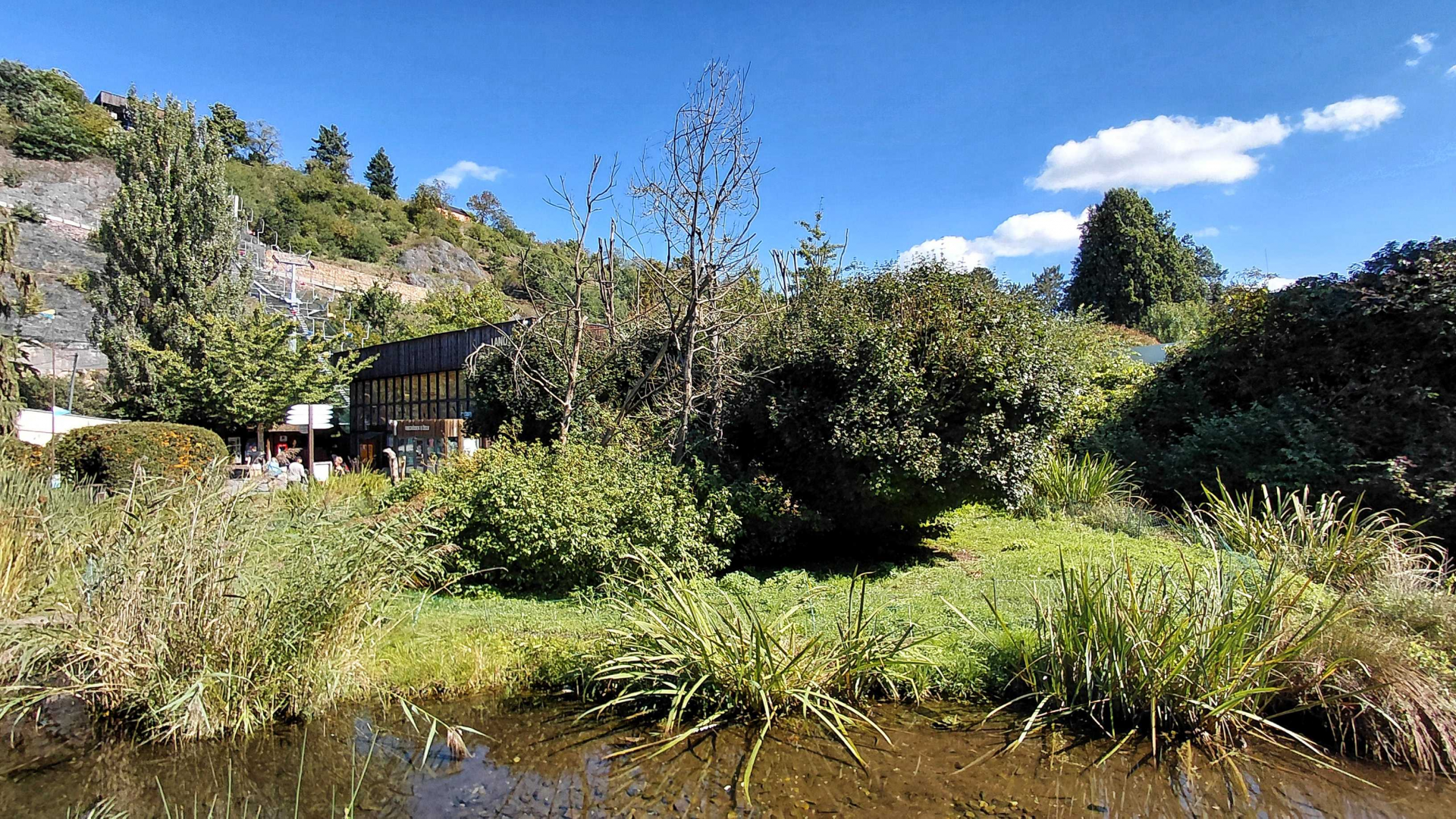 Ruffed lemur outdoor exhibit