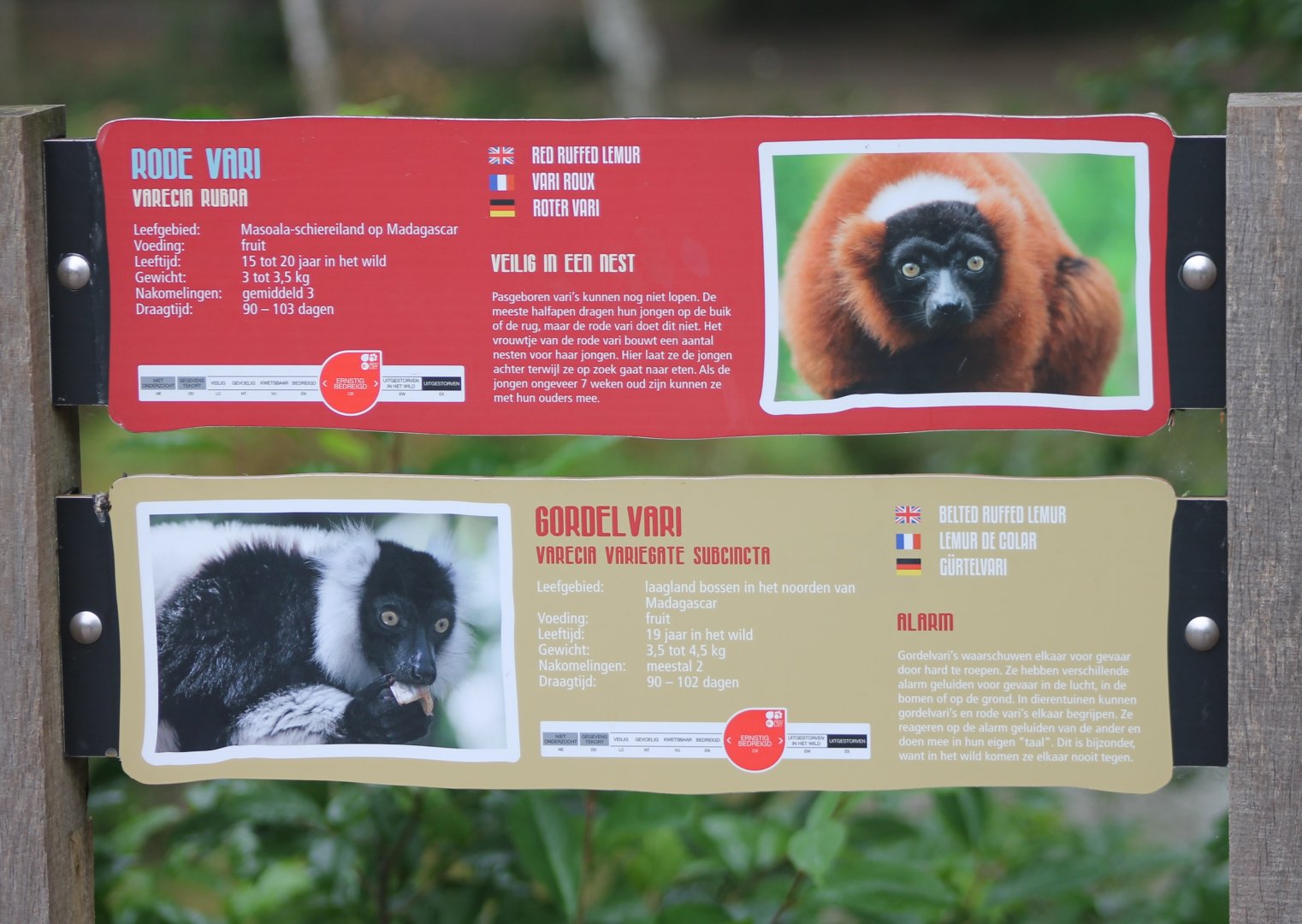 Ruffed lemur-signs