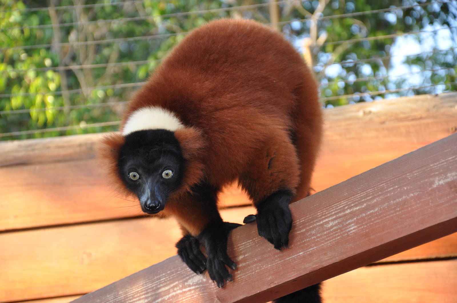 Ruffed lemur/ Varecia variegata rubra