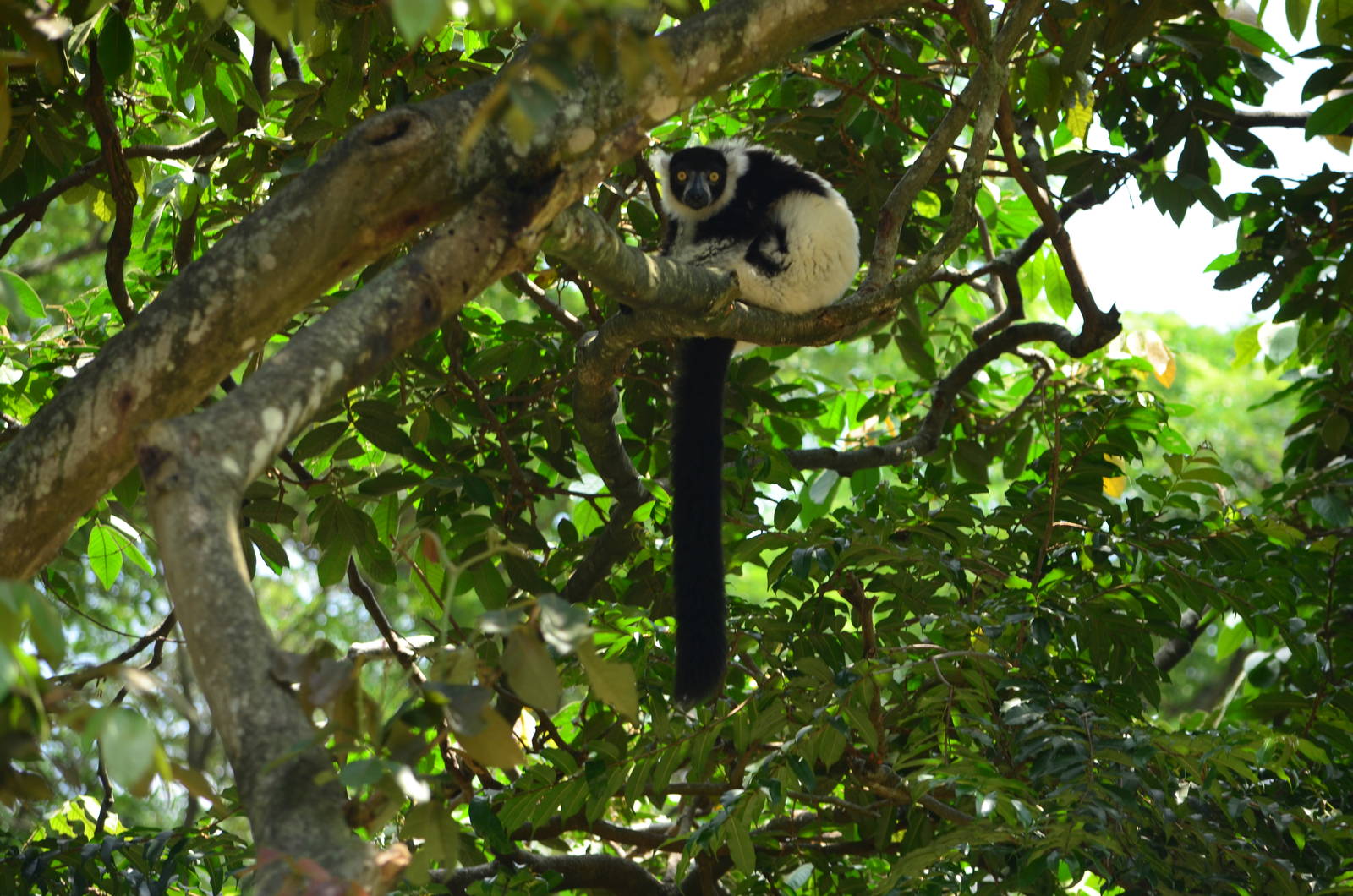 Ruffed Lemur (Varecia variegata)
